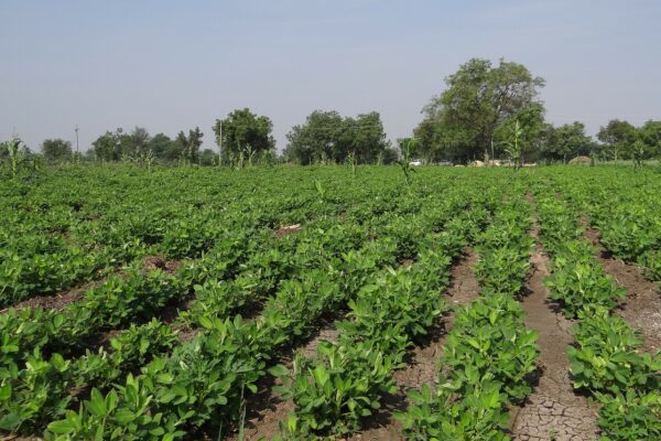 peanut field, groundnut field, india