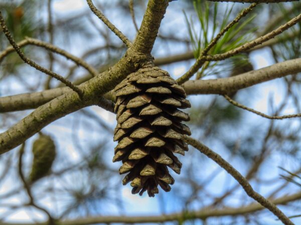 pineapple, cone, flower pine