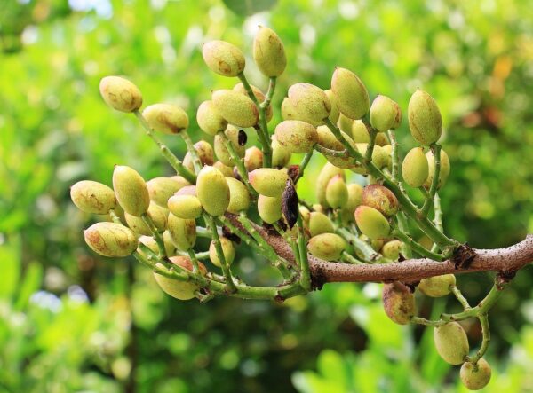 pistachios, pistachio tree, tree