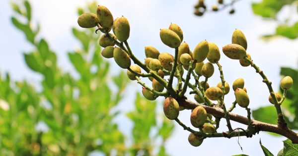 pistachios, pistachio tree, tree