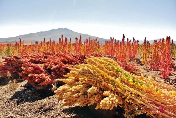 quinoa, cereals, organic